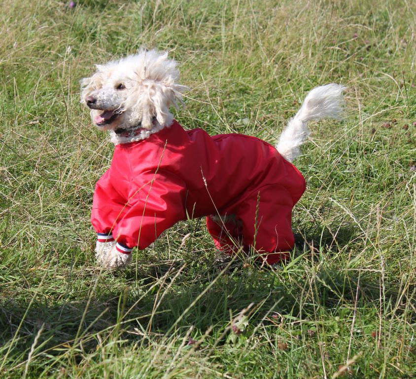 Waterproof Nylon Dog Trouser Suit
